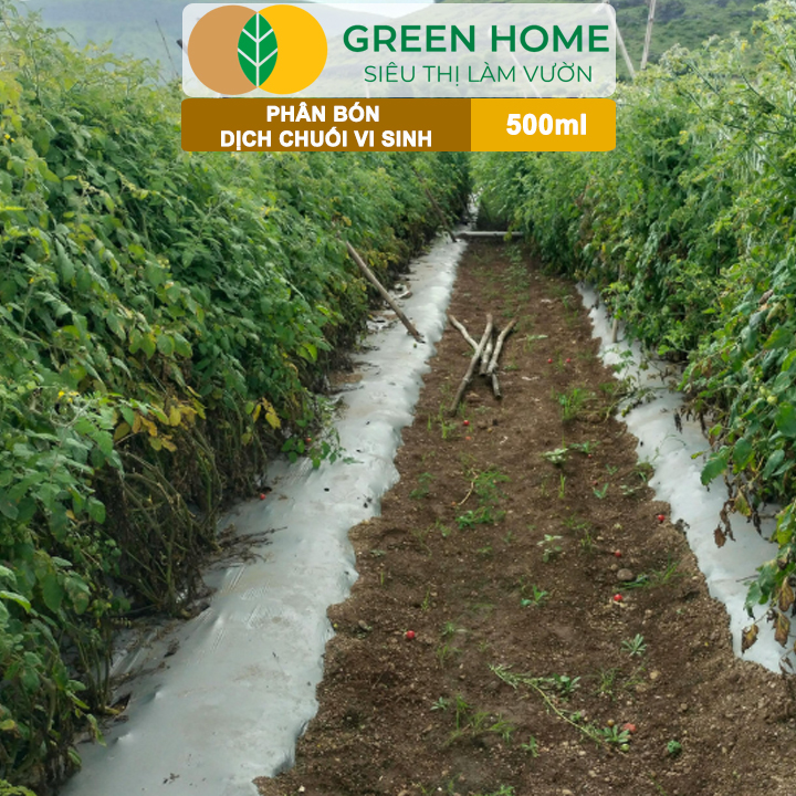 Dịch Chuối Vi Sinh HK GreenHome, Chai 500ml, Vàng Cơm, Tạo Ngọt, Ra Hoa, Bóng Trái, Đậu Trái Mạnh