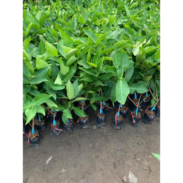 Cây Mận Trắng Sữa - Giống cây trồng cây ăn trái