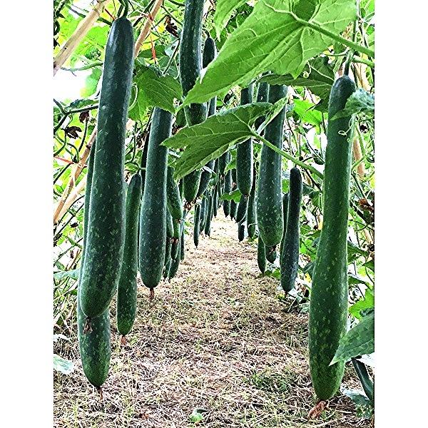 Hạt giống bí sặt PN 679