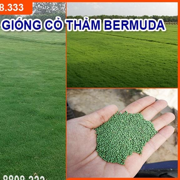 HẠT GIỐNG CỎ THẢM BERMUDA XANH - CỎ THẢM TRANG TRÍ SÂN VƯỜN, SÂN BÓNG, CỎ CHĂN NUÔI