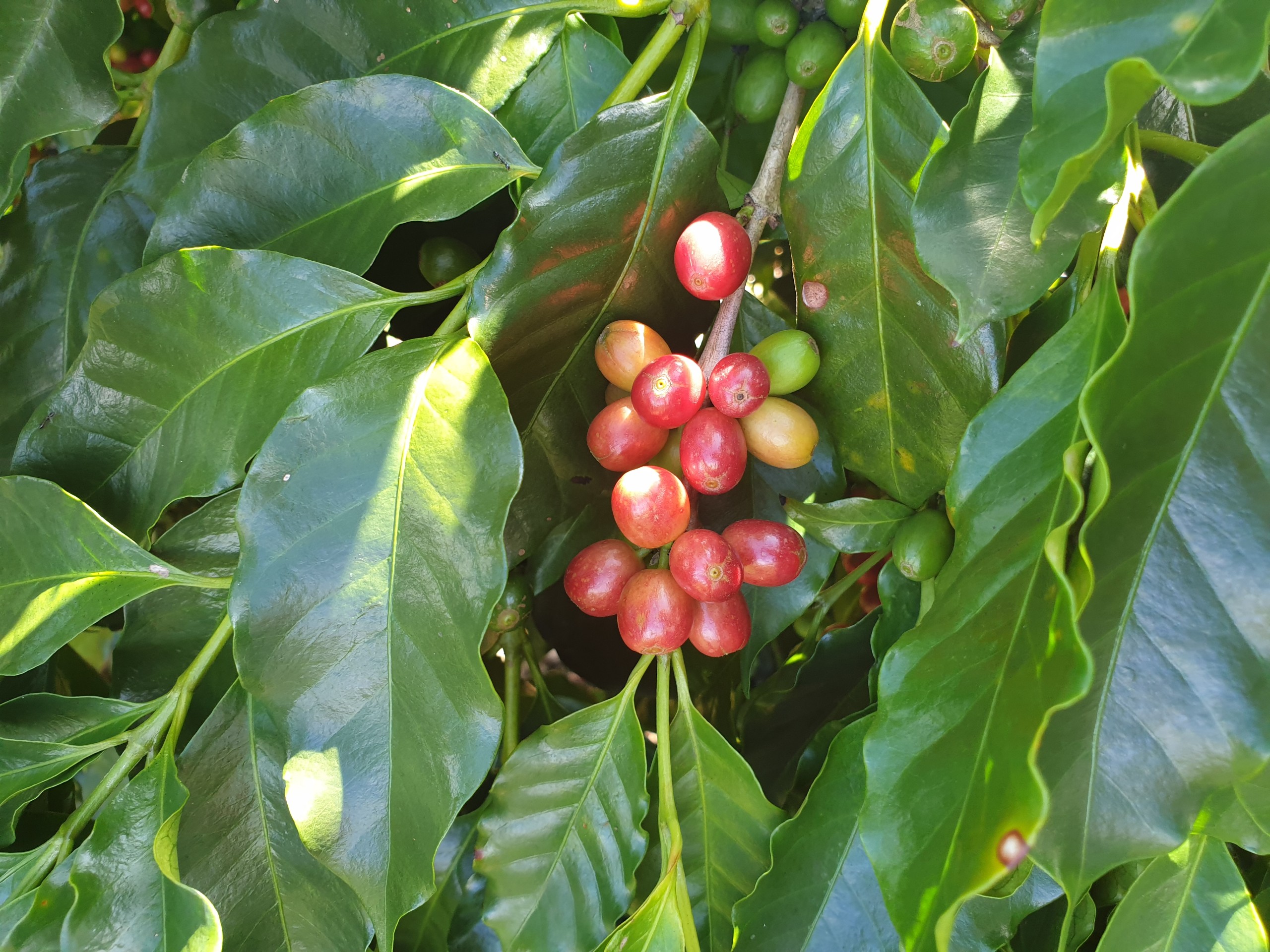 Đặc Sản Huế - Cà phê đặc sản Huế - Arabica A Lưới (chế biến ướt) Greenfields Coffee 250g - Phin - Xay sẵn
