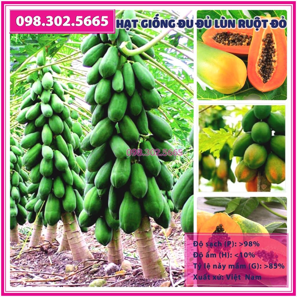 20 Hạt giống đu đủ lùn ruột đỏ F1 Đài Loan – đu đủ cao sản, dễ trồng, dễ chăm sóc