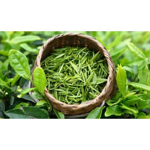 3 bầu cây giống cây trà  xanh