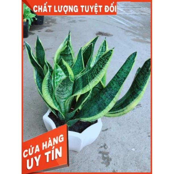 Chậu Lưỡi Hổ Size Lớn