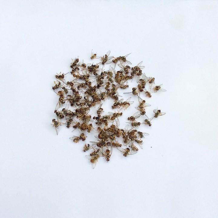 Lồng bẫy ruồi vàng sinh học kèm 1 tuýp thuốc dẫn dụ ruồi vàng