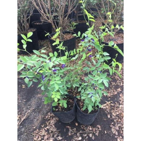 Cây hoa đậu biết