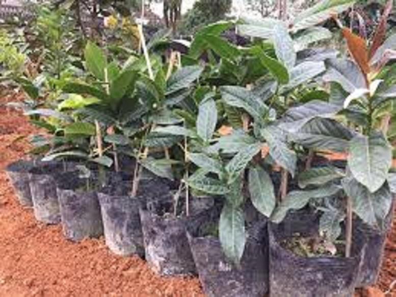 Combo 5 cây giống HOA HẢI ĐƯỜNG hoa Vàng