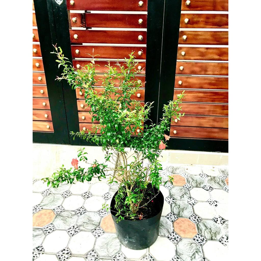 Cây Lựu Đỏ Ấn độ ăn trái cao 70 - 90 cm đang có hoa