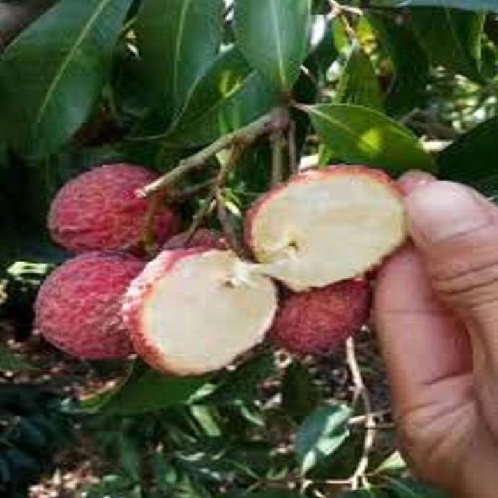 Cây giống VẢI KHÔNG HẠT SIÊU QUẢ, DÒNG QUẢ SỚM, CAM KẾT chuẩn hàng F1, năng suất cao