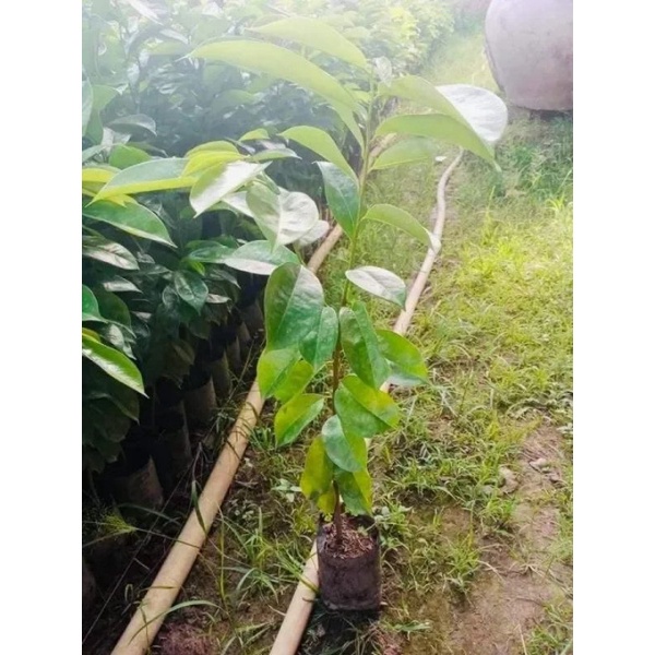 CÂY GIỐNG MÃNG CẦU XIÊM GHÉP SIÊU SỚM