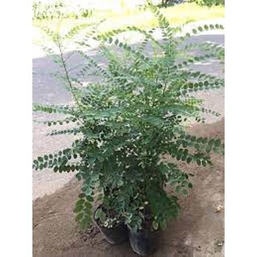 CÂY HOA HÒE nếp -cây giống nhỏ