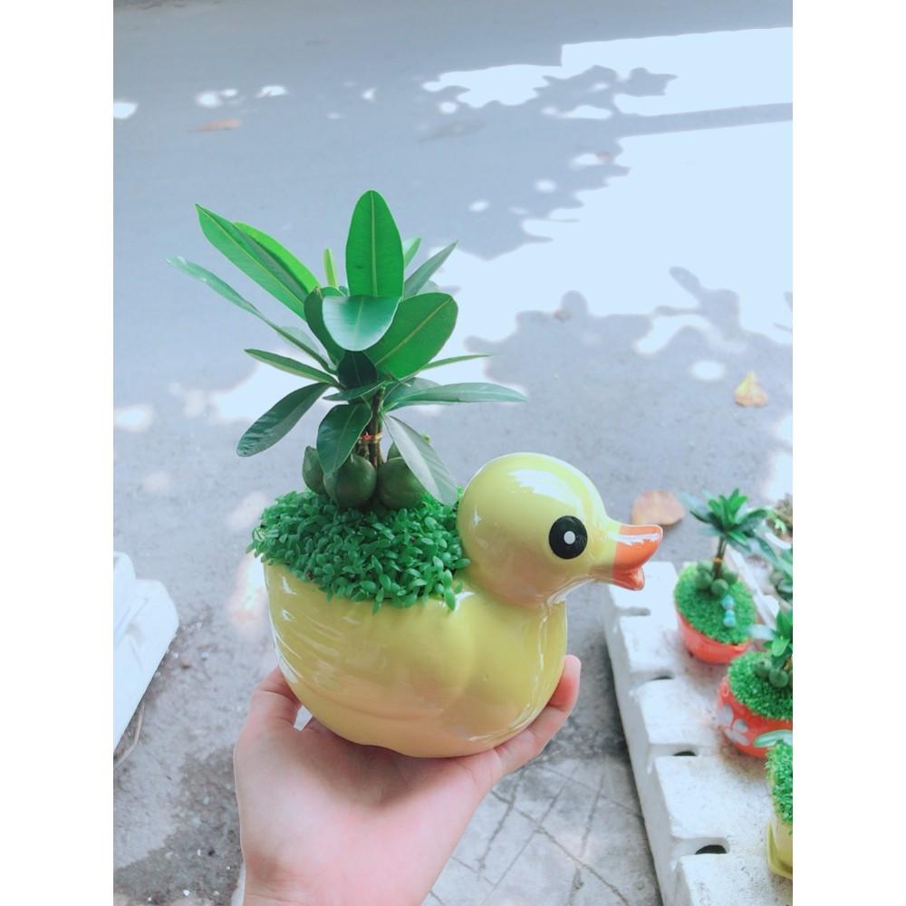 Chậu Cây May Mắn Vịt Vàng