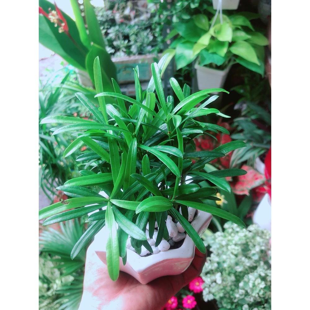 Chậu Tùng Vạn Niên