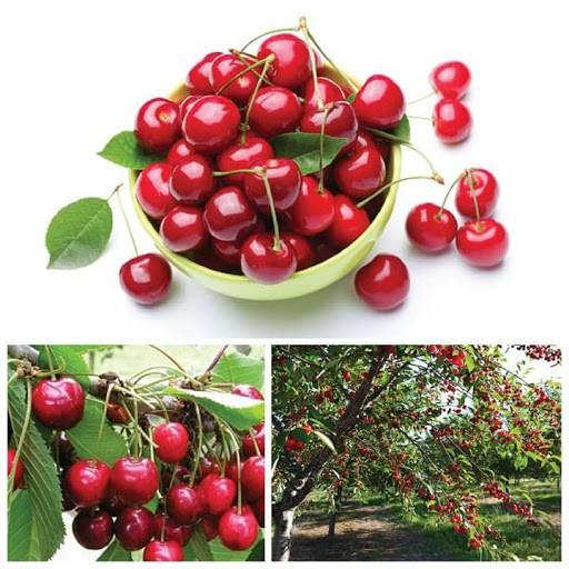 Hạt giống Cây Cherry anh đào chịu nhiệt dễ trồng