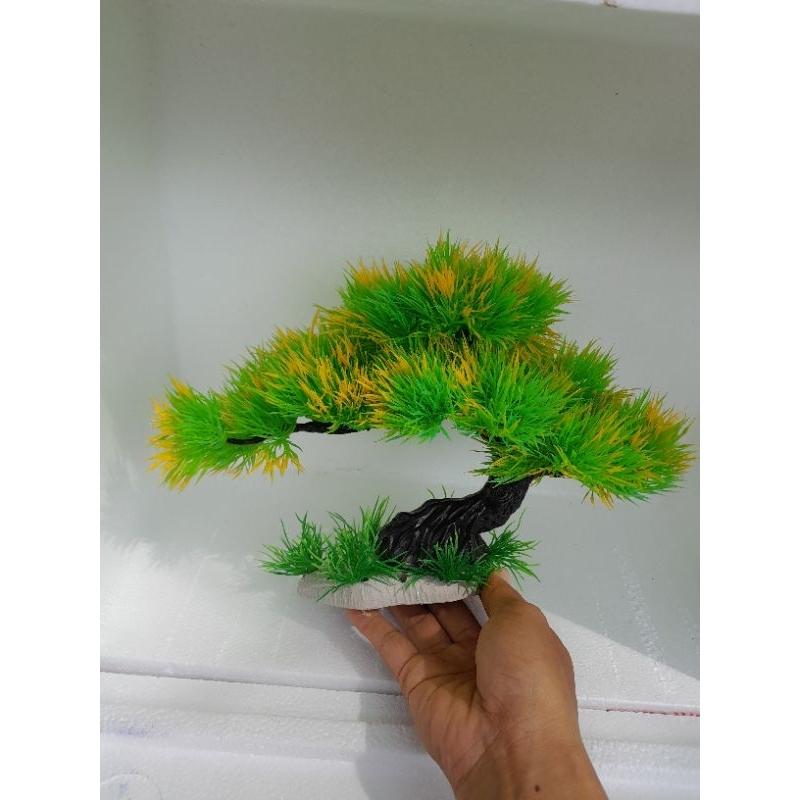 bonsai bể cá cảnh - cây để bàn - cây trang trí hòn non bộ tiể cảnh