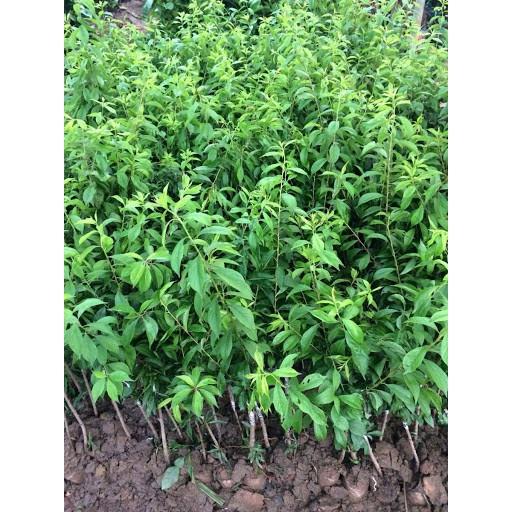 Cây giống Mận Hậu, mận Tam Hoa tặng 2 cây chè xanh
