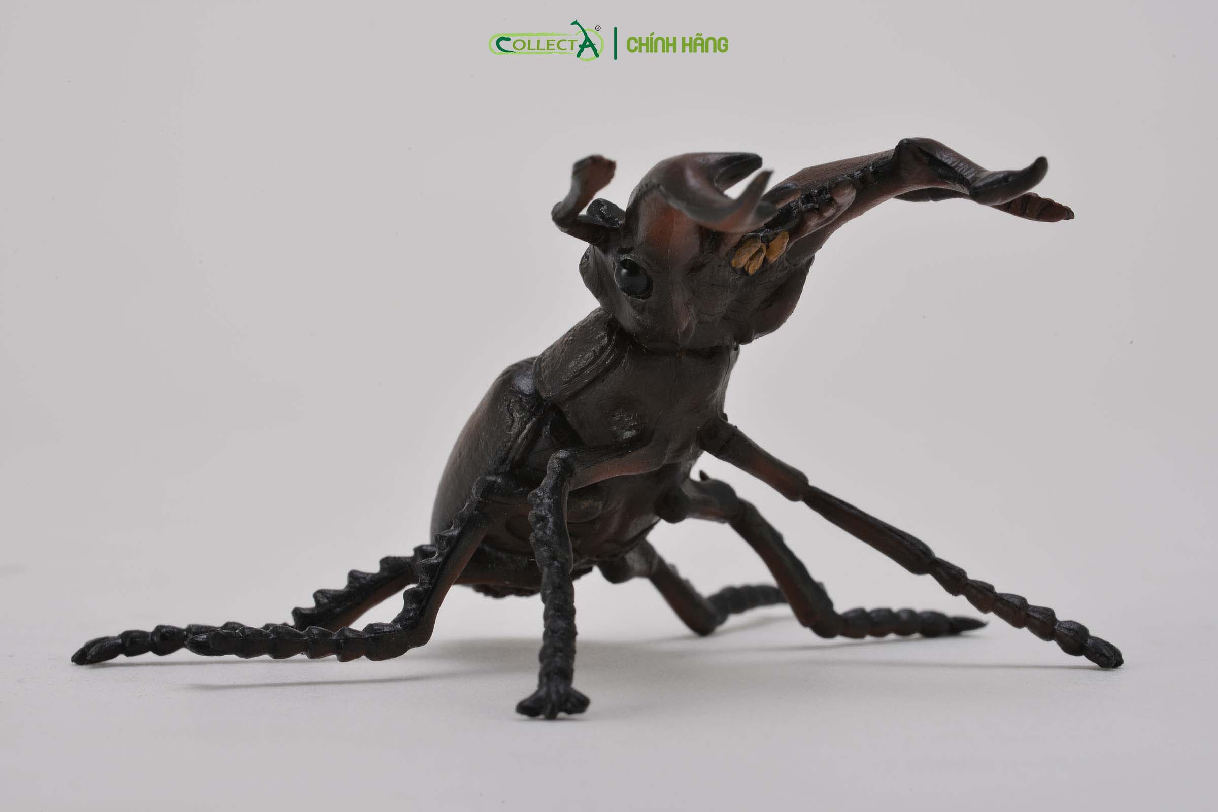 Mô hình thu nhỏ: Bọ Vừng - Stag Beetle, hiệu: CollectA, mã HS 9653110[88703] -  Chất liệu an toàn cho trẻ - Hàng chính hãng