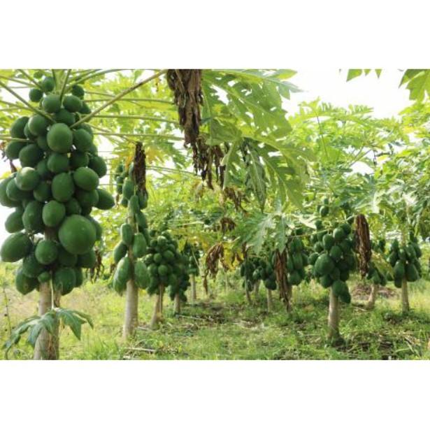 Đu đủ ngân lượng ruột đỏ F1 cao sản