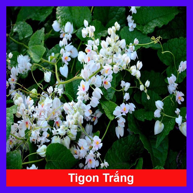 Hoa Tigon Trắng - cây cảnh trồng ban công, cổng rào + tặng phân bón