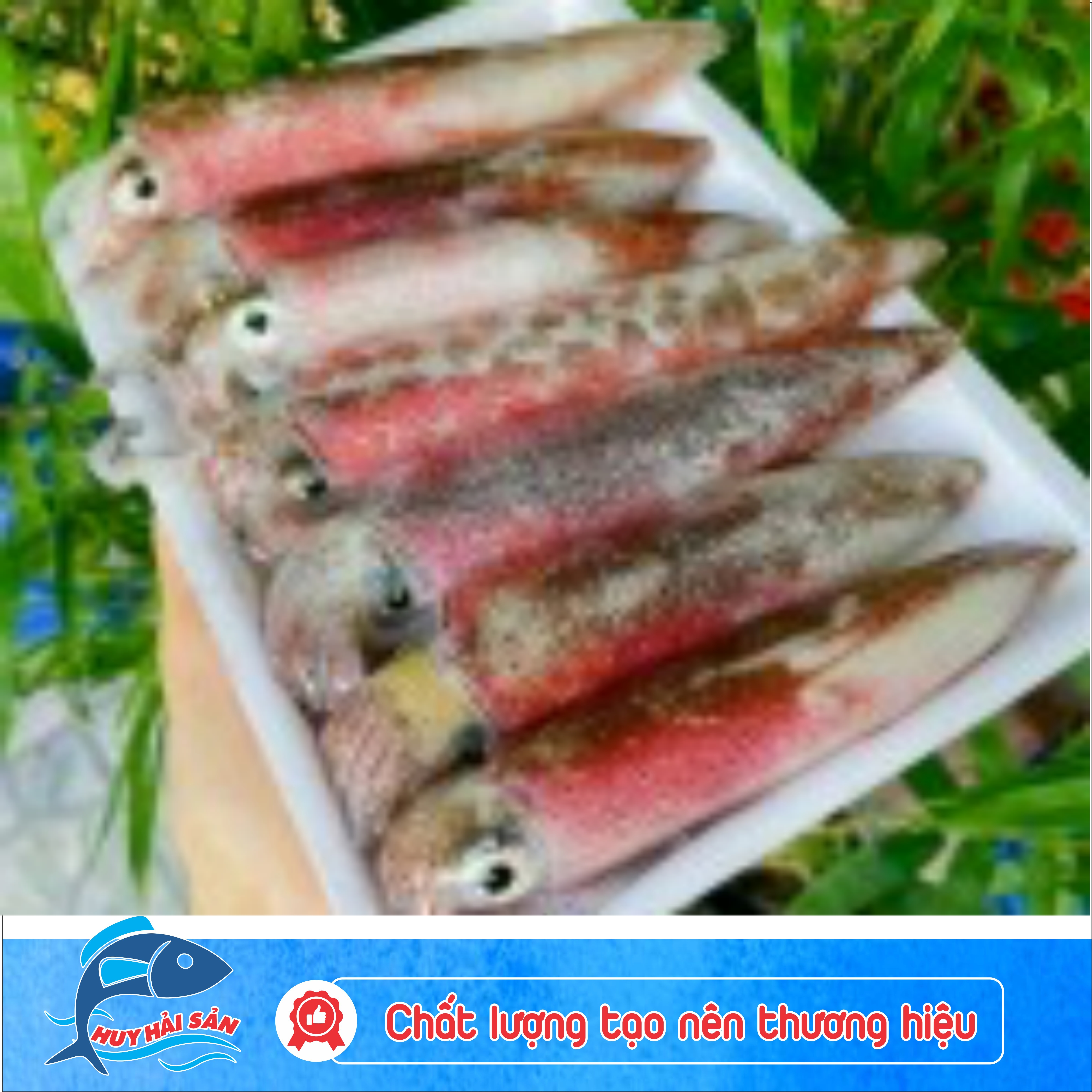 Mực ống tươi 12-14con - Khay 500g