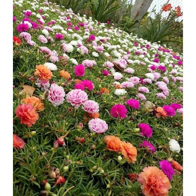 Hạt giống hoa 10h Mỹ hoa kép mix màu CT211 - Gói 100 hạt