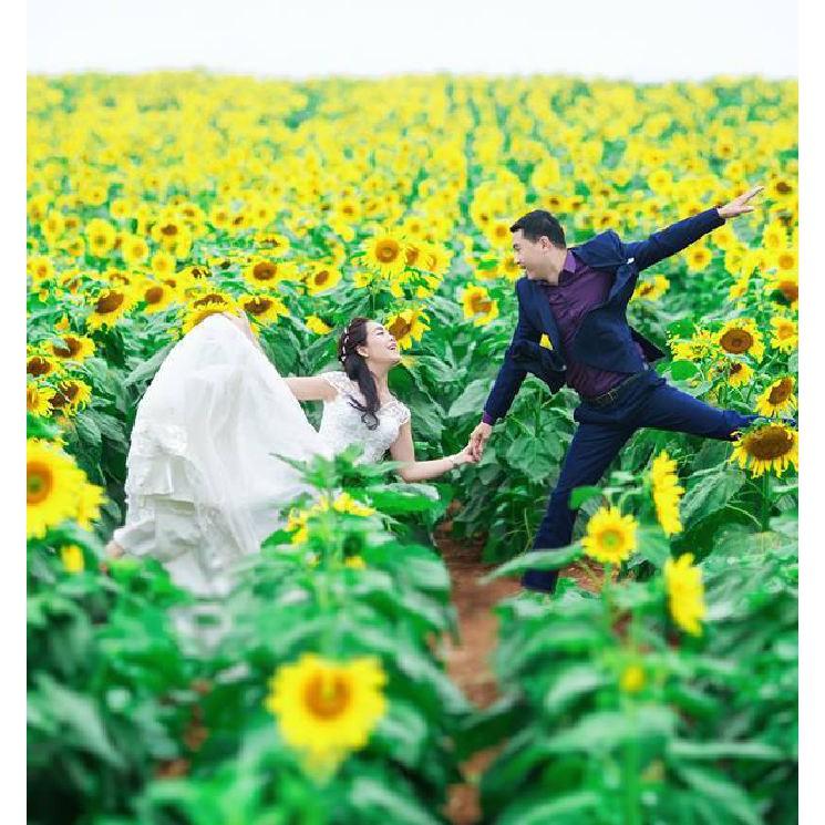 Hạt giống hoa hướng dương cao vàng 120cm - 1 gói 30 hạt