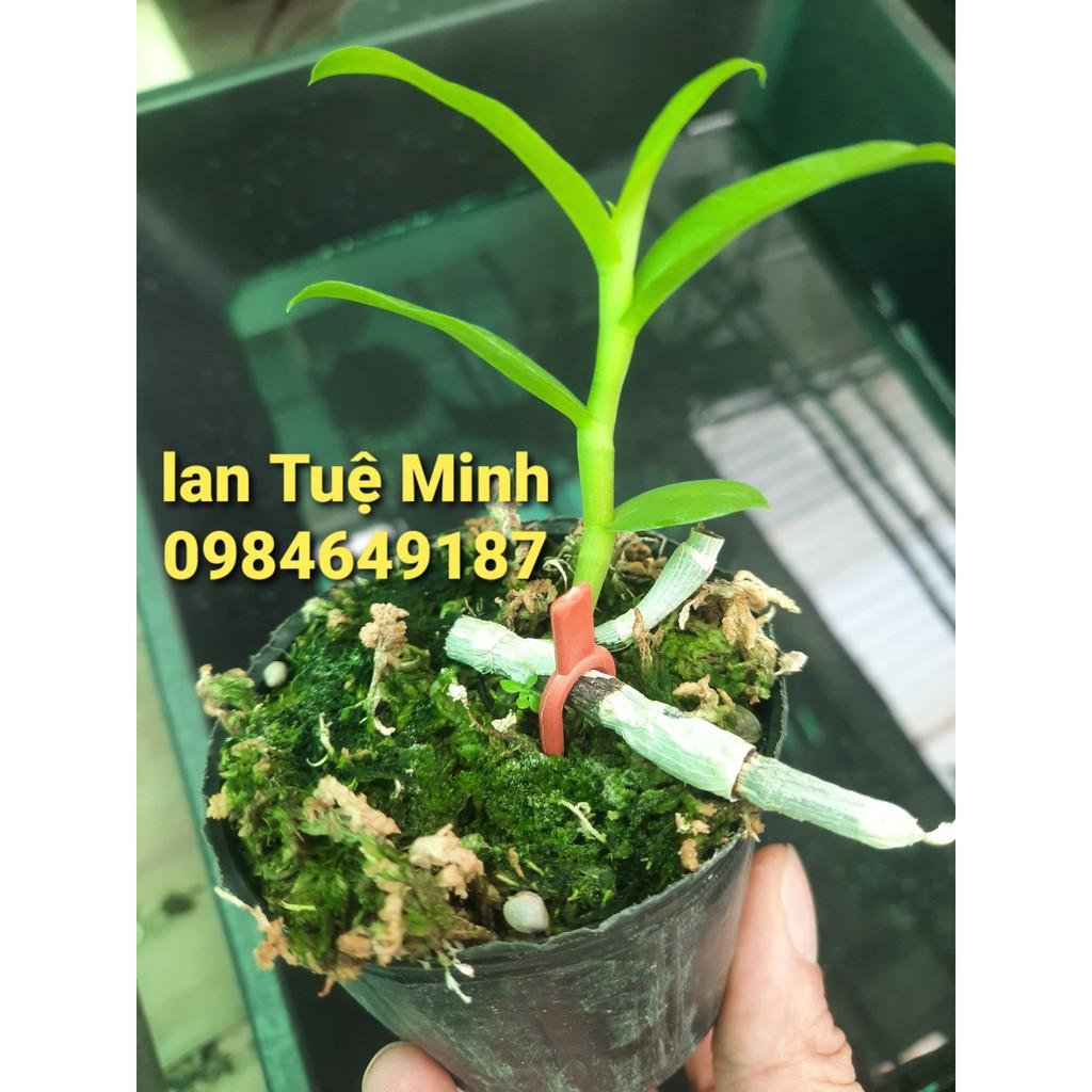 500 kẹp cố định kie cho phong lan