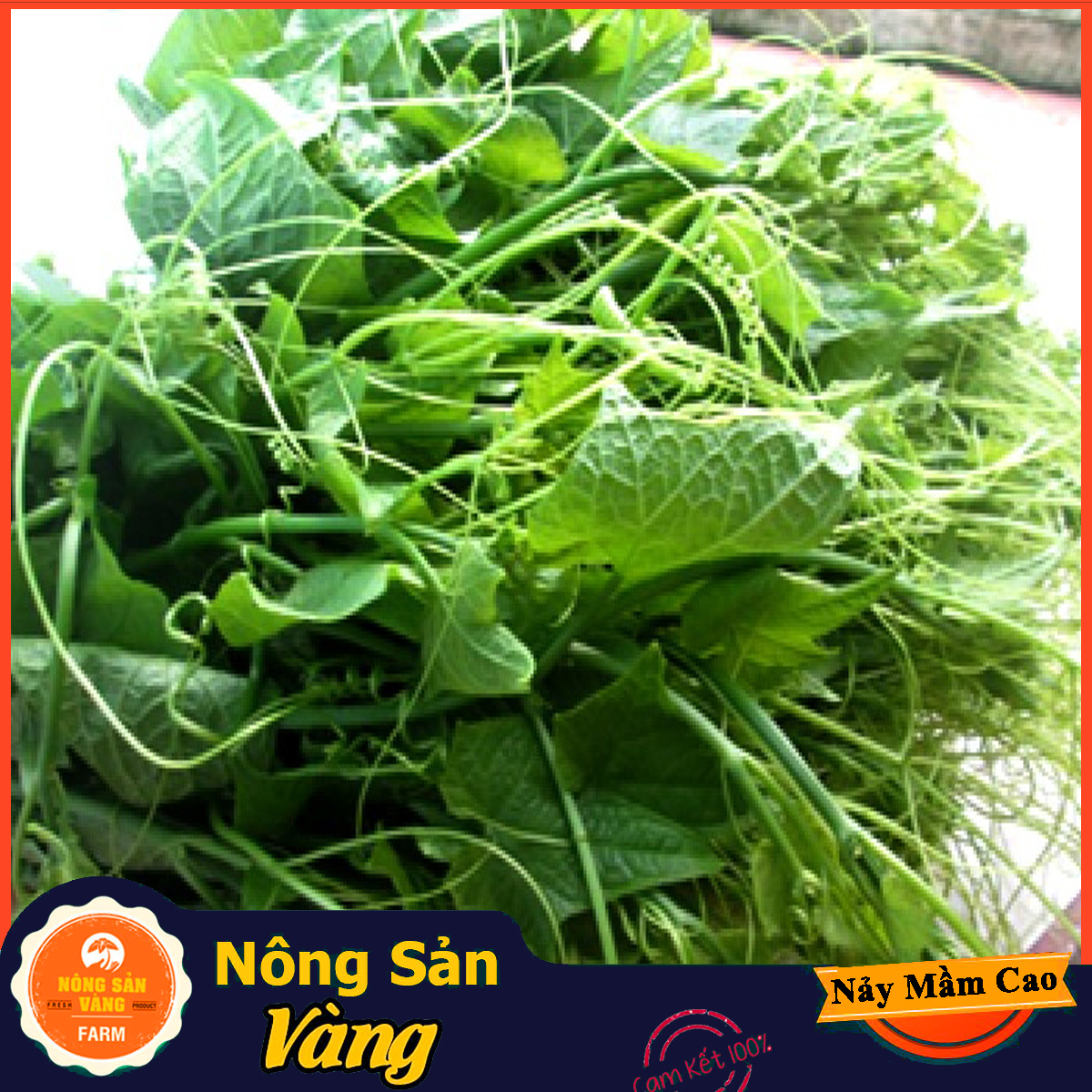 Hạt giống Bí Siêu Ngọn, Bí Lấy Ngọn ( Gói 20 Gram ) - Nông Sản Vàng