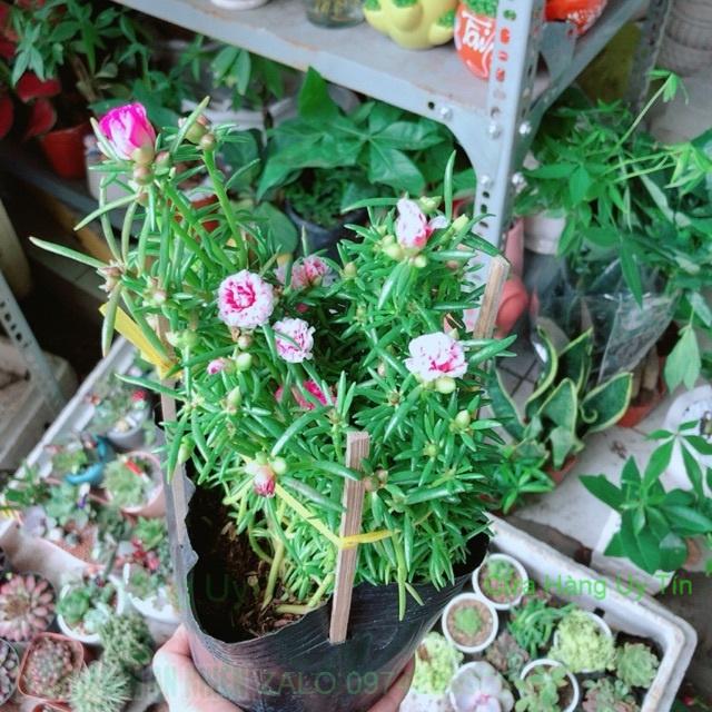 Hoa Mười Giờ Mỹ