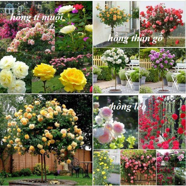 Combo 3 gói hạt giống hoa hồng mix