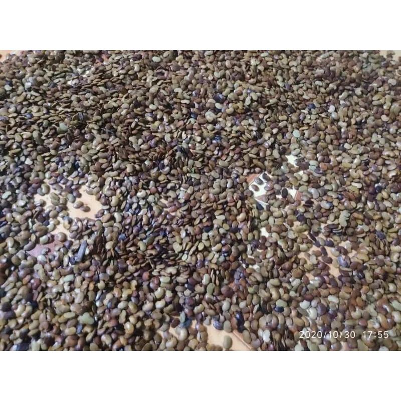 2 KG HẠT GIỐNG CẨM LAI RỪNG .