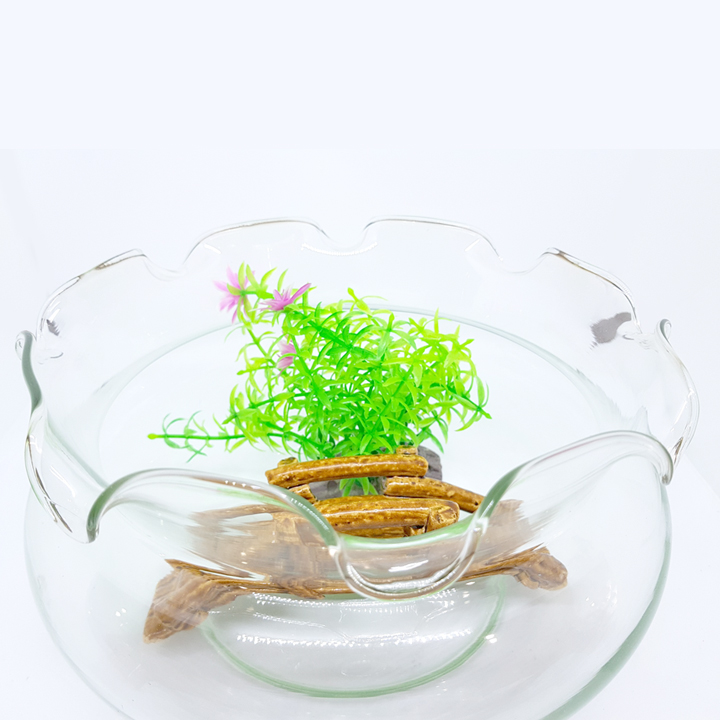 Bể Cá Thủy Tinh Mini Miệng Bèo Lùn