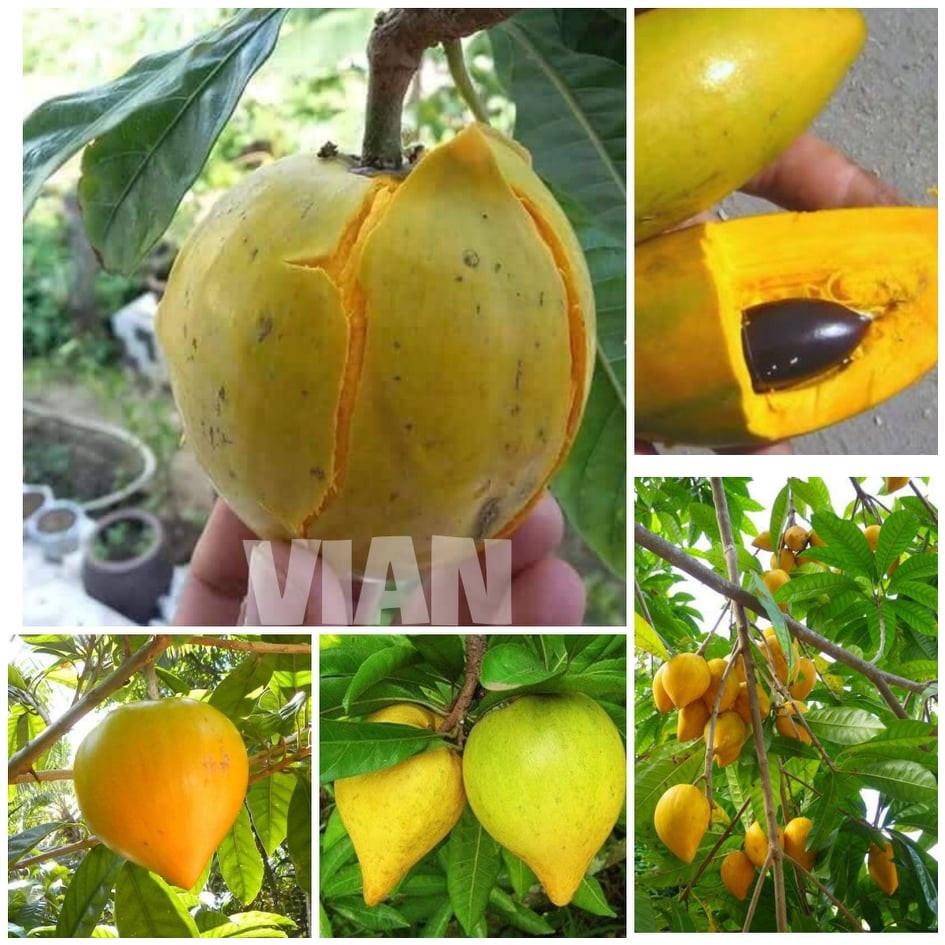 Combo 2 cây giống lekima