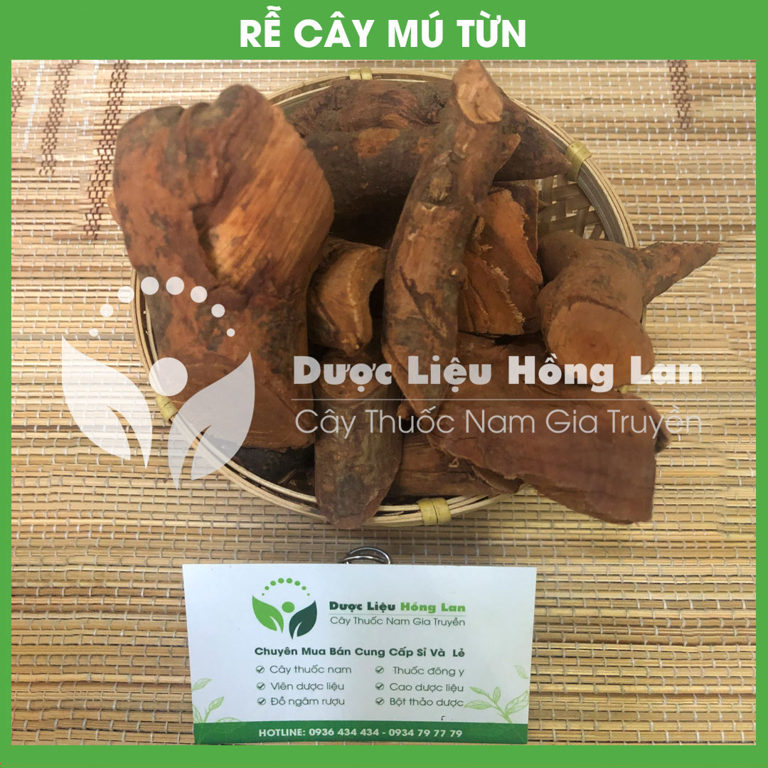 1kg Rễ Cây Mú Từn (Cù boong nậu) khô