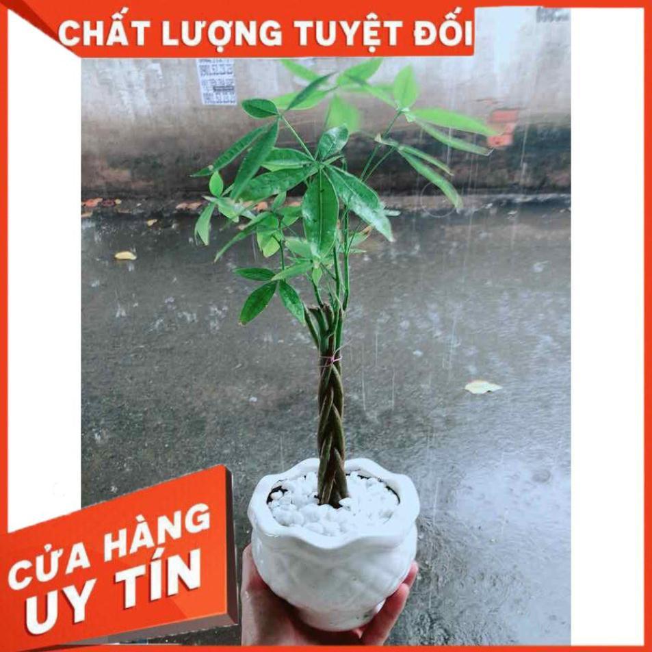 Chậu Kim Ngân 5 Thân Nhiều Người Mua