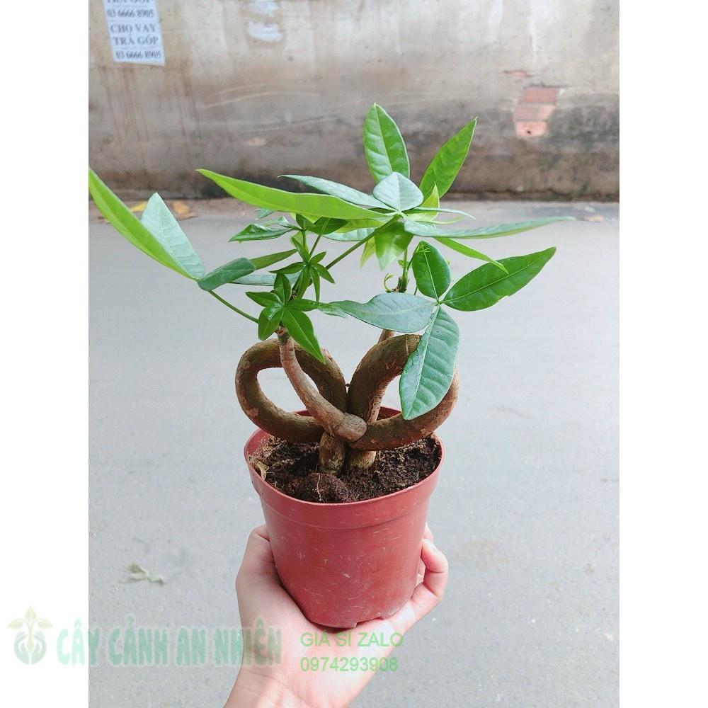 Chậu kim ngân nơ