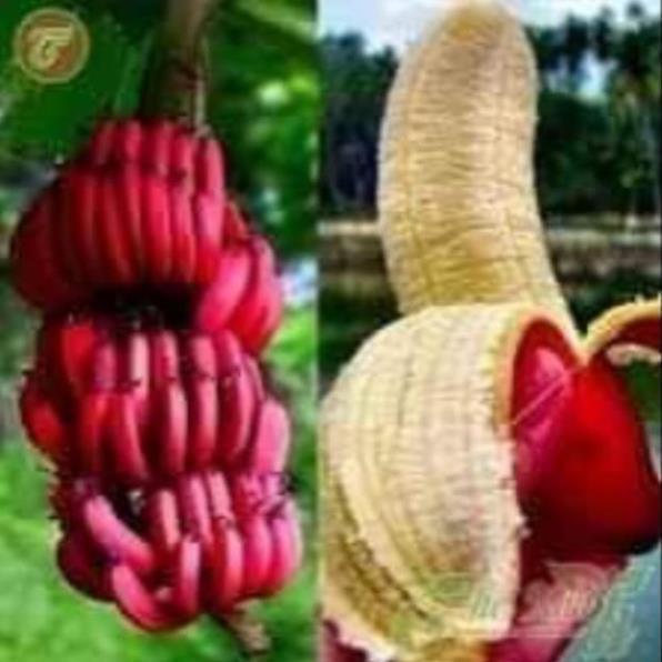 Sản phẩm CÂY GIỐNG CHUỐI ĐỎ