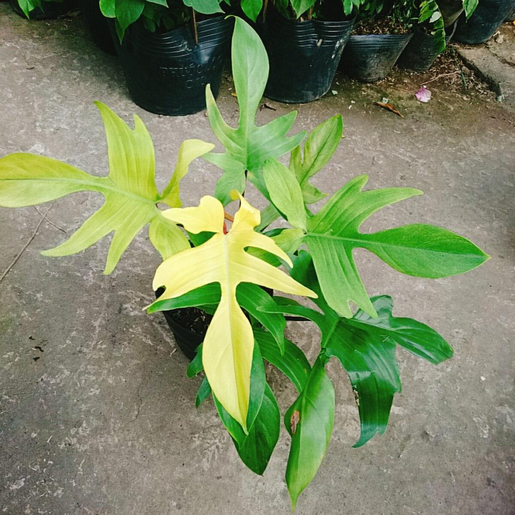 Trầu Bà Cánh Én Vàng - Philodendron Florida Ghost