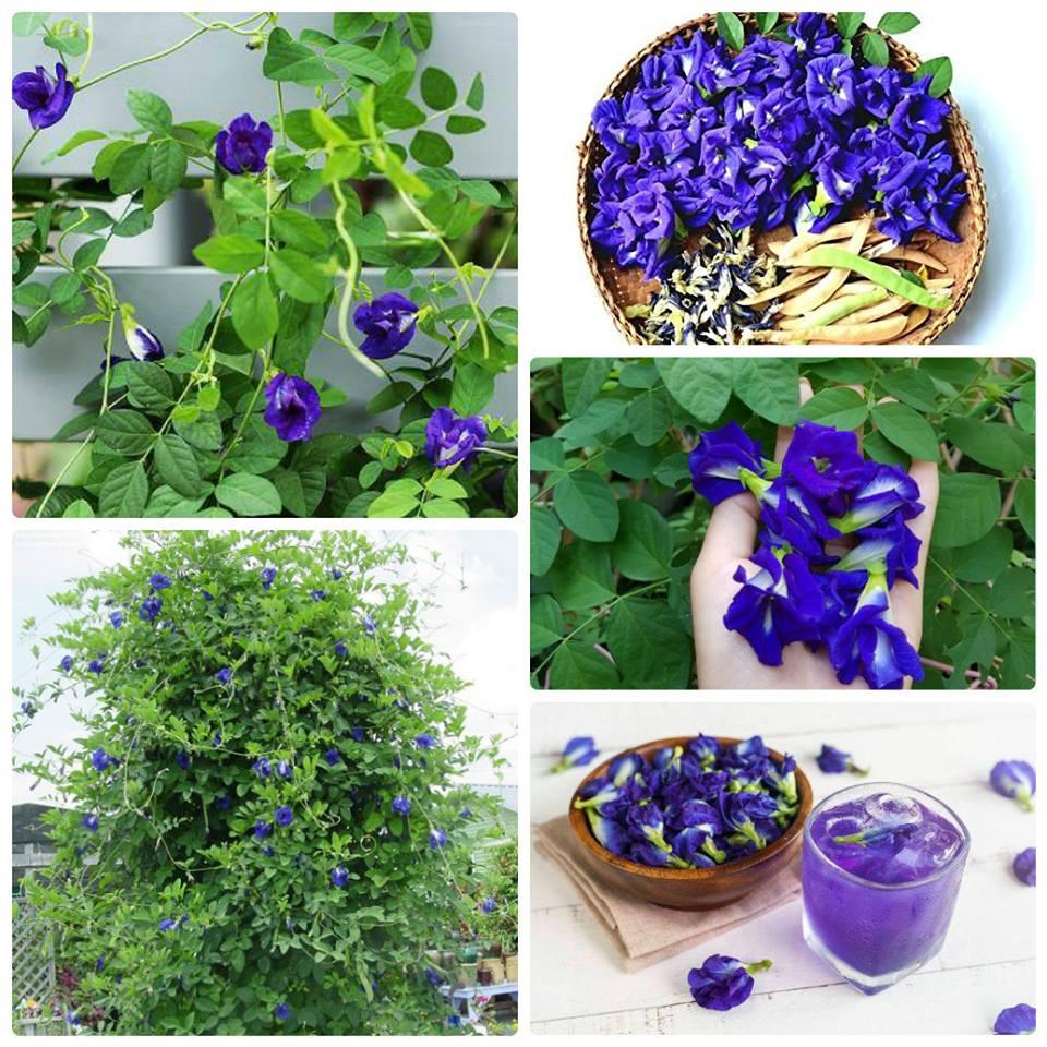 Hạt Giống Hoa Đậu Biếc Cánh Kép  -