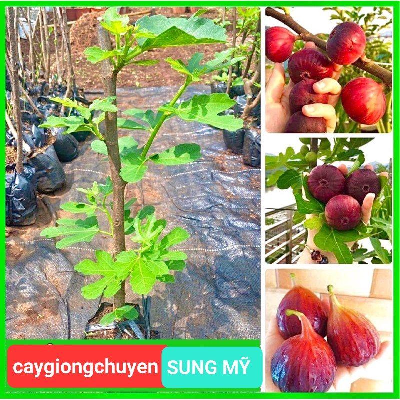 CÂY GIỐNG SUNG MỸ