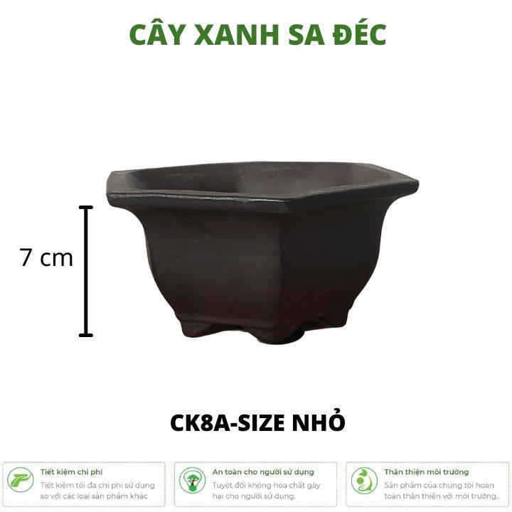 Bộ chậu lục giác mini CK8 với 2 kích cỡ nhỏ và lớn làm chậu bonsai mini, chậu cây hoa trang trí