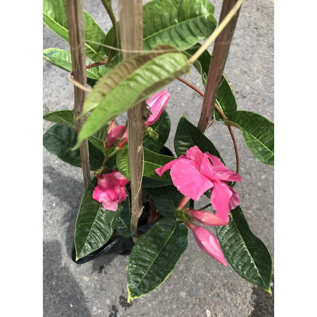 Chậu dây leo Hồng Anh