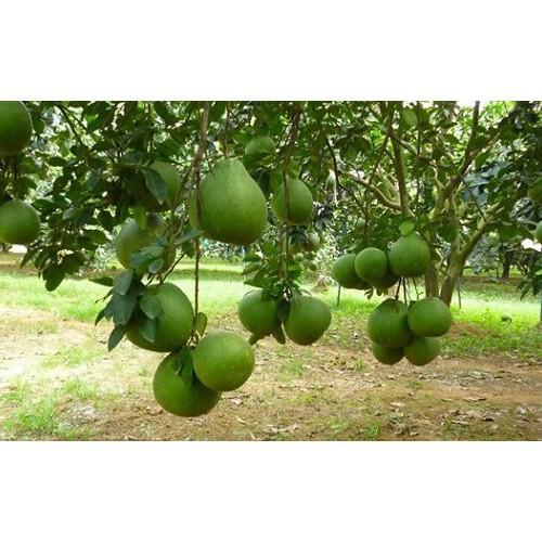 Cây Bưởi Da Xanh - Cây Ăn Quả - H2O Farm + Tặng 01 cây dâu da đất