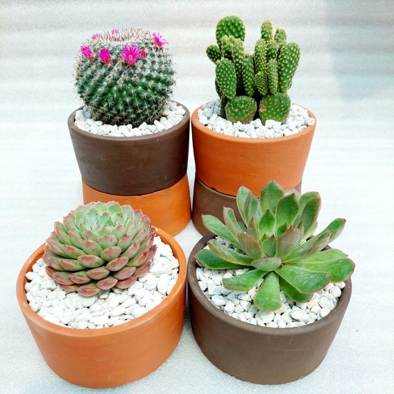 Chậu đất nung, chậu sen đá - Trụ 126, miệng chậu 12cm, chiều cao 6cm