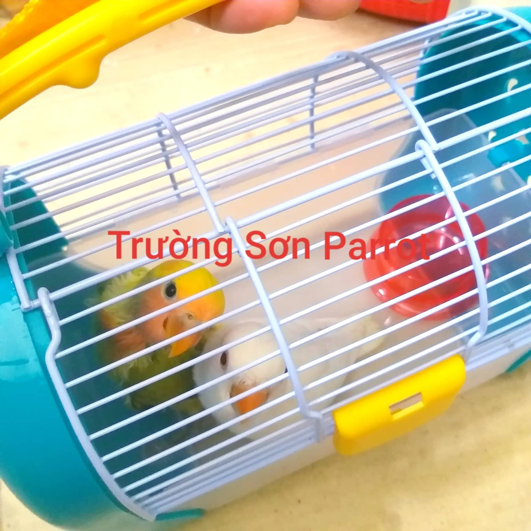 Lồng vận chuyển cho vẹt nhỏ, hamster....