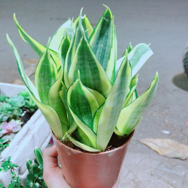 Lưỡi Hổ Thái Vàng