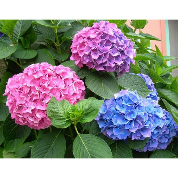 Gói 10 hạt giống hoa cẩm tú cầu nhiều màu