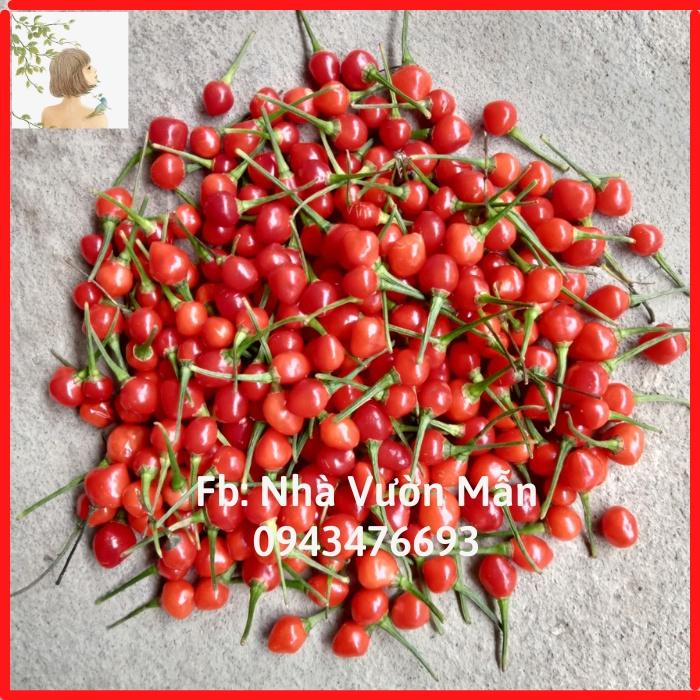 20 Trái Ớt Giống Siêu Cay Chiltepin