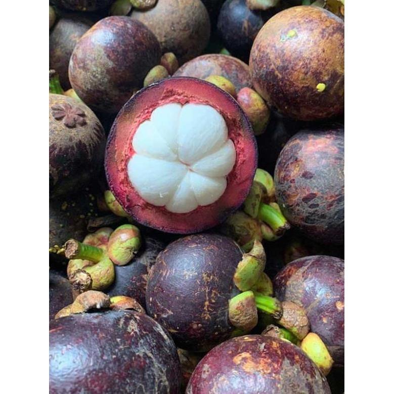 Cây măng cụt