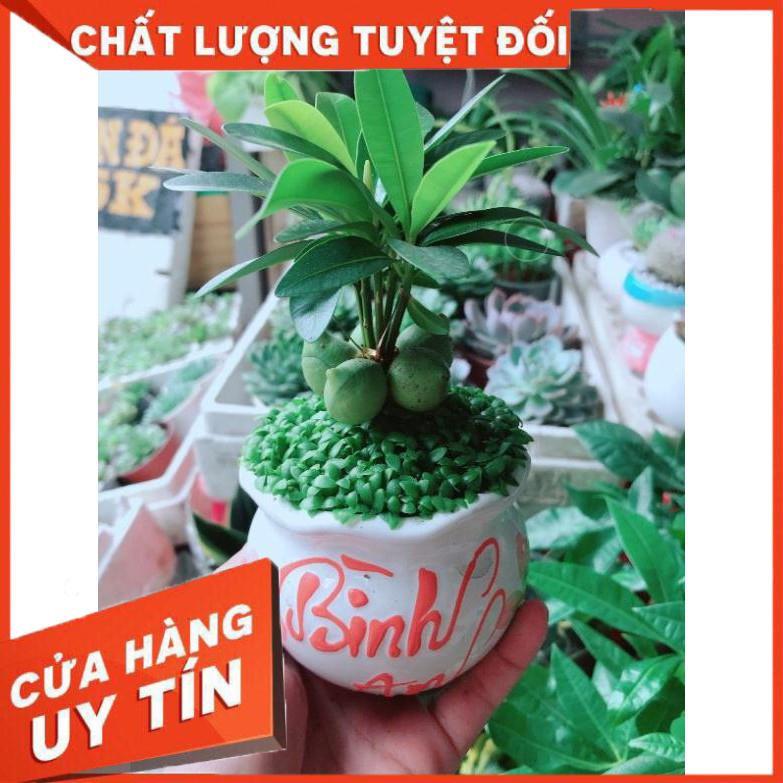 Chậu cây bình an Nhiều Người Mua